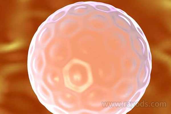 珠海供卵试管根正_珠海助孕那里较好_囊胚培养，做试管婴儿我们是否需要养囊